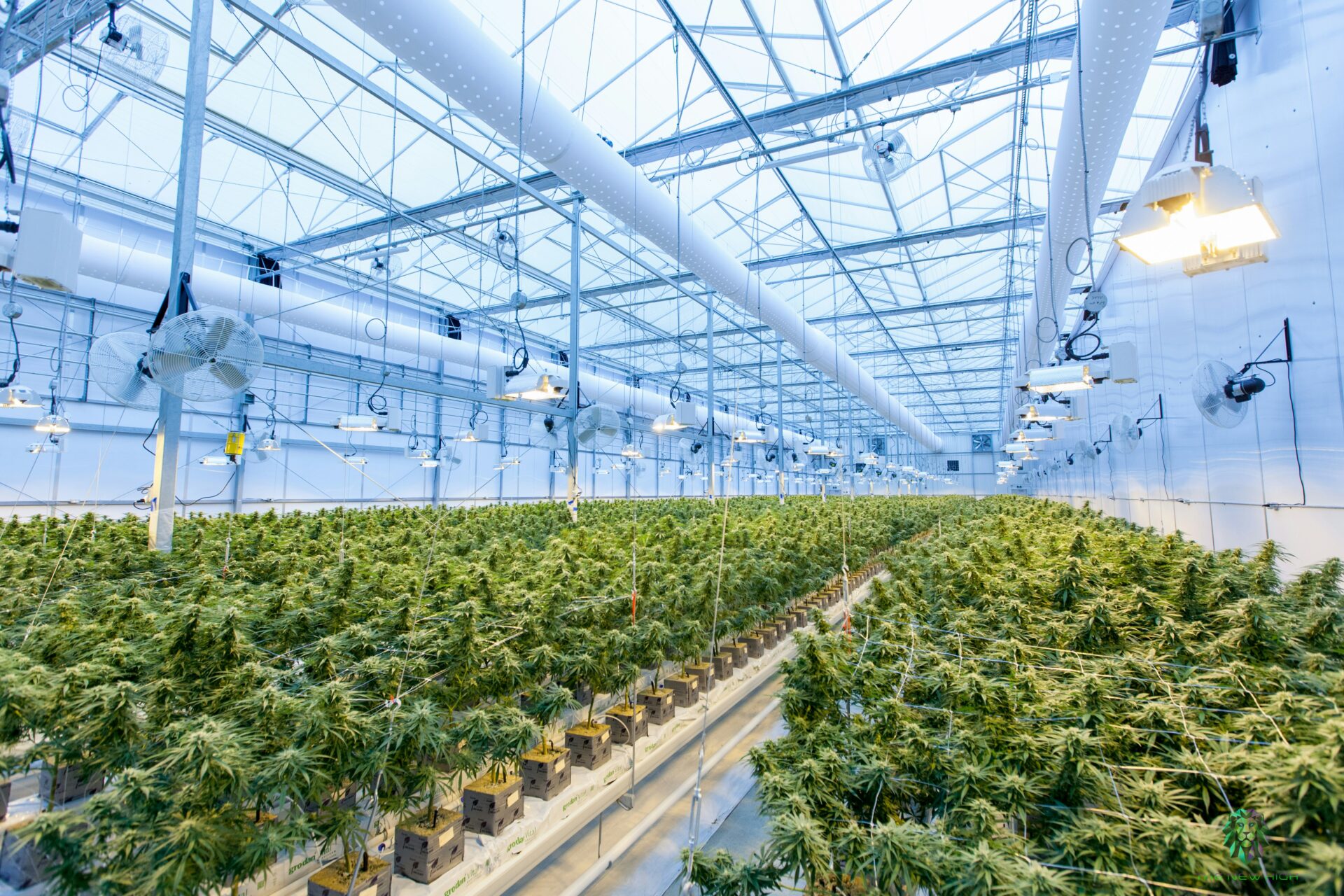 Cannabis Policy: A Comprehensive Overview